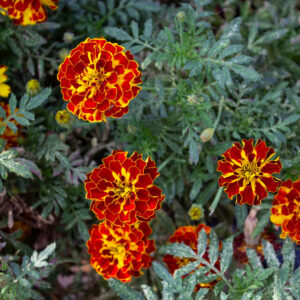 Fleurs | Rebelle et Rustique