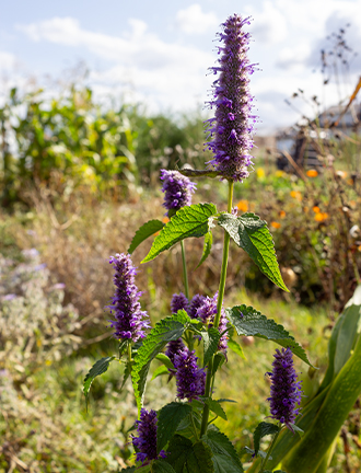 Fleurs | Rebelle et Rustique