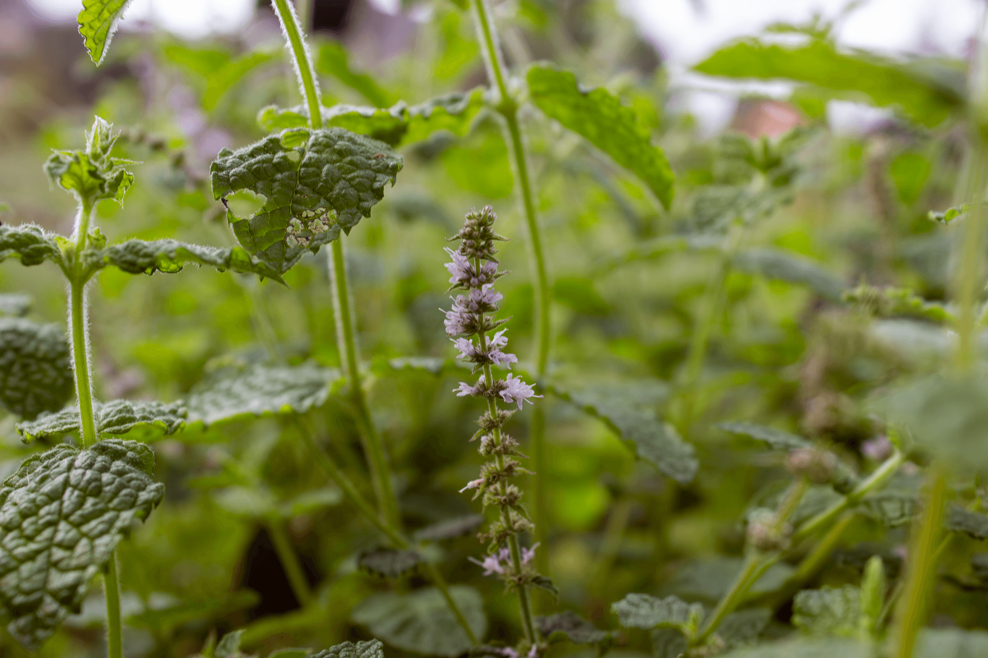 Fleurs comestibles | Rebelle & Rustique