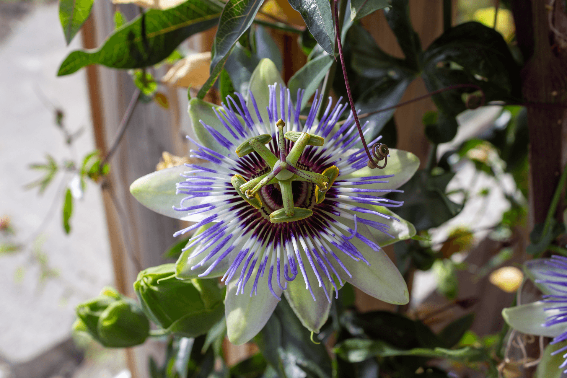 Fleurs comestibles | Rebelle & Rustique