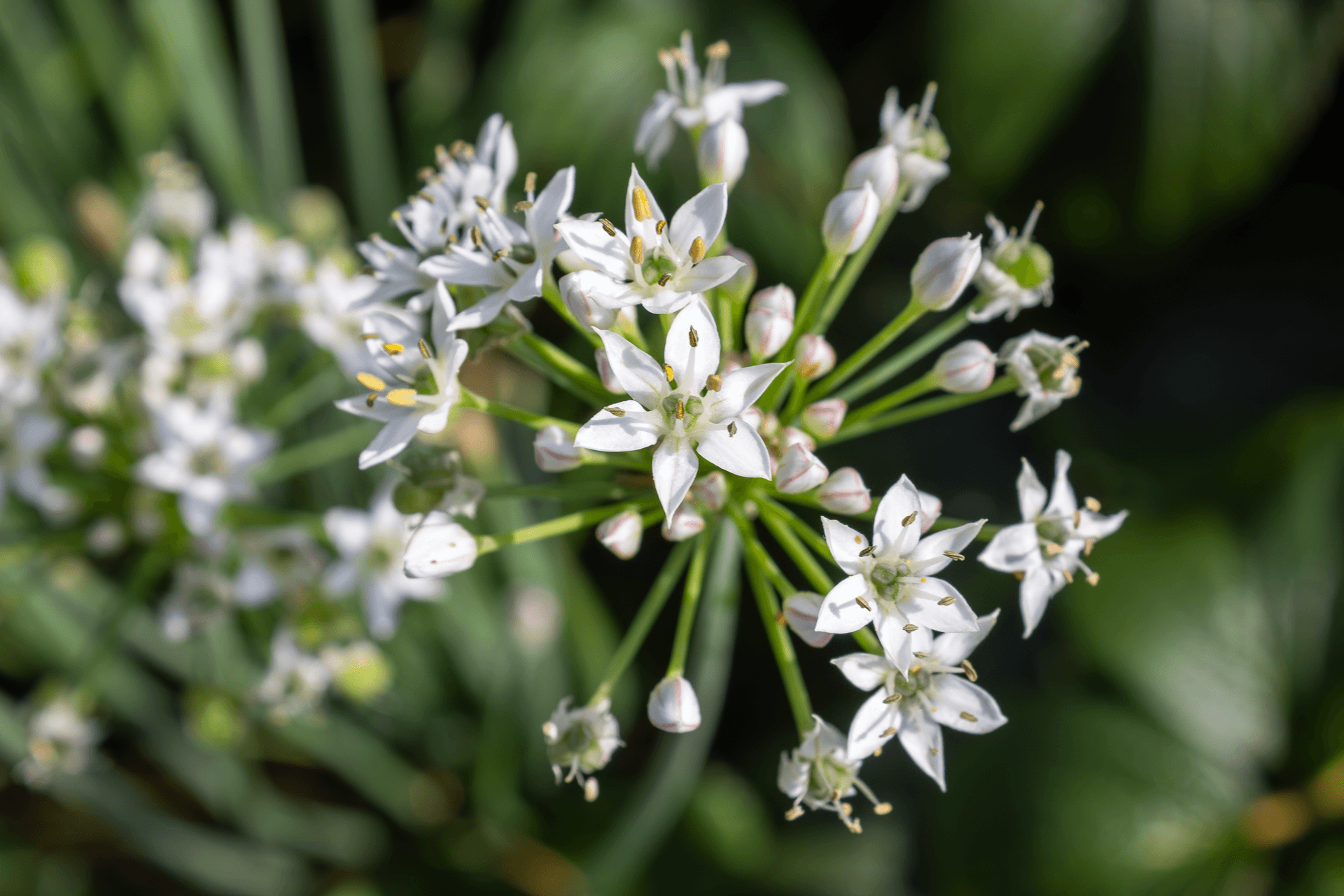 Fleurs comestibles | Rebelle & Rustique