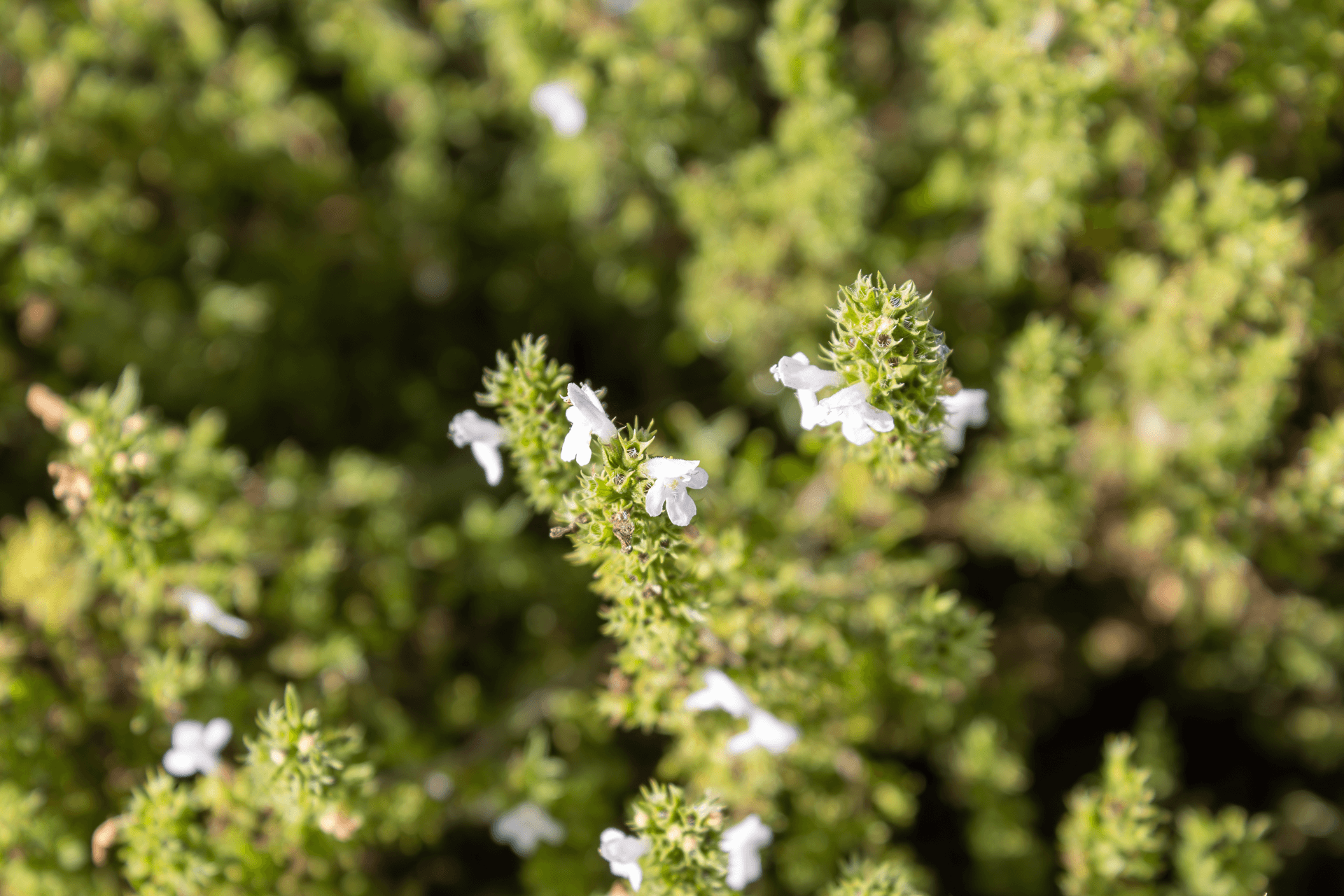 Fleurs comestibles | Rebelle & Rustique
