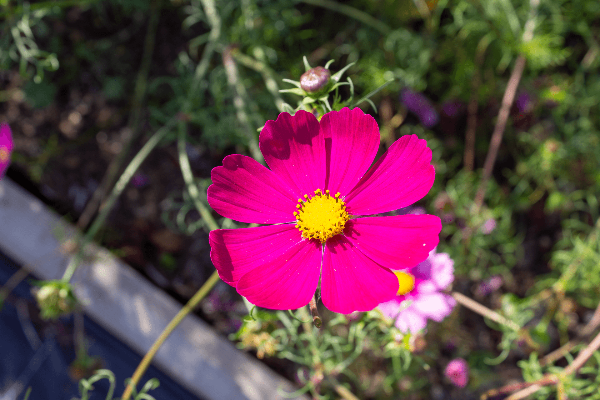 Fleurs comestibles | Rebelle & Rustique