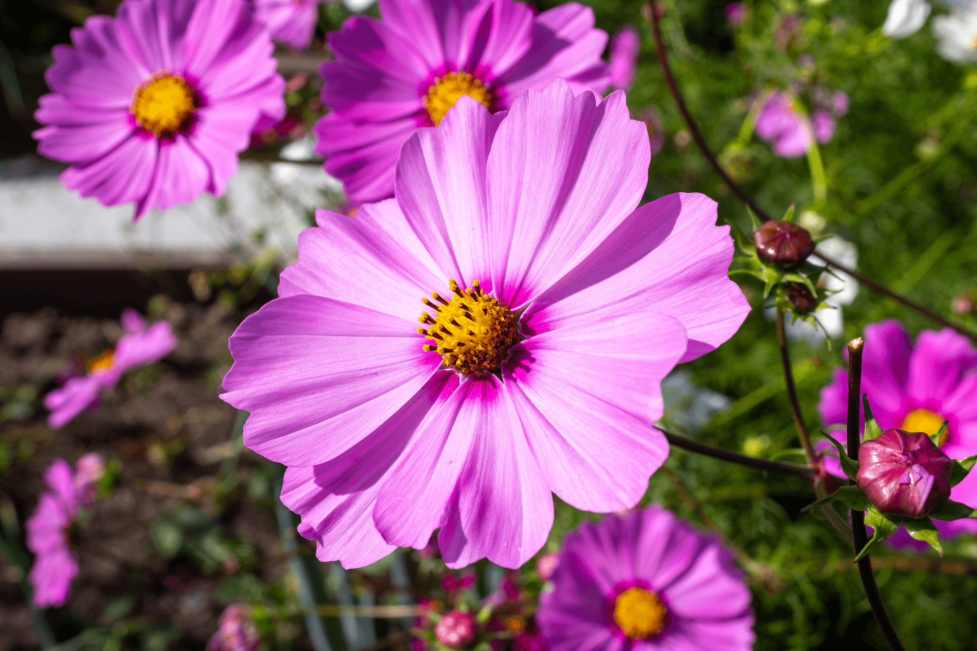 Fleurs comestibles | Rebelle & Rustique