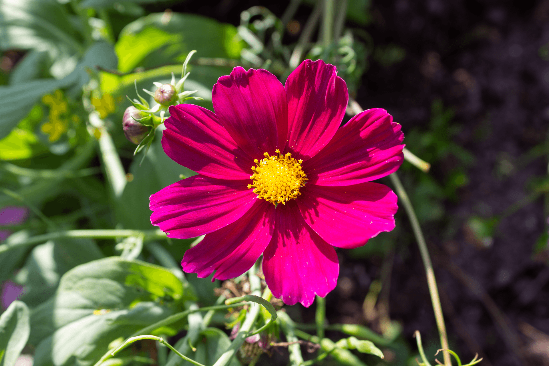 Fleurs comestibles | Rebelle & Rustique