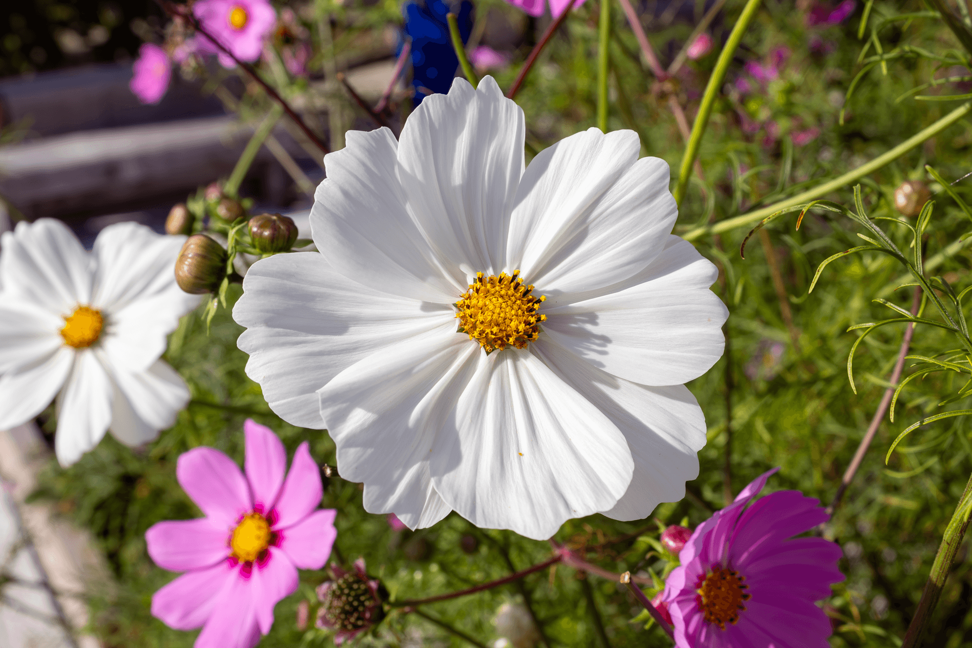 Fleurs comestibles | Rebelle & Rustique