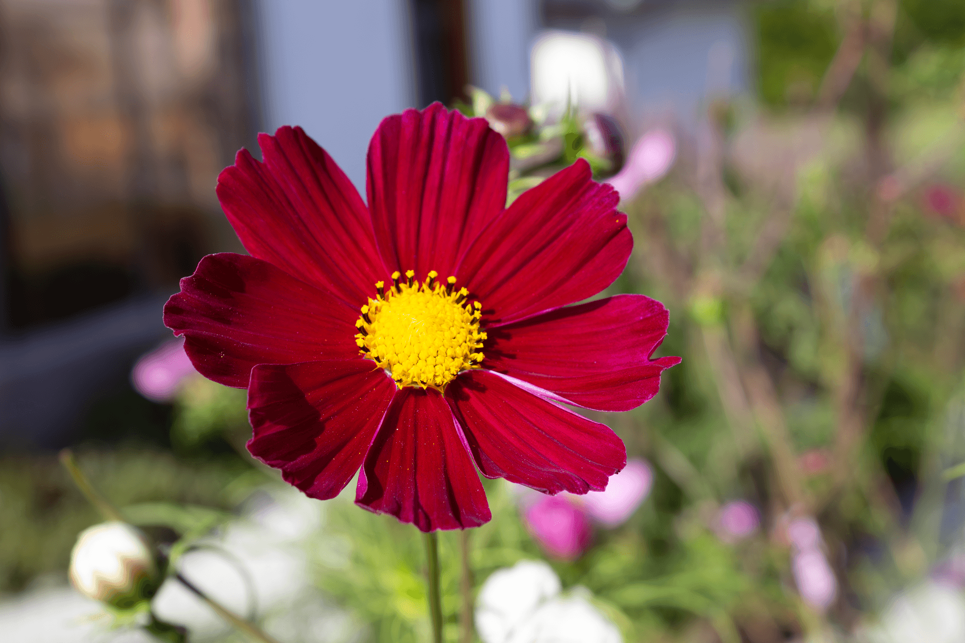 Fleurs comestibles | Rebelle & Rustique