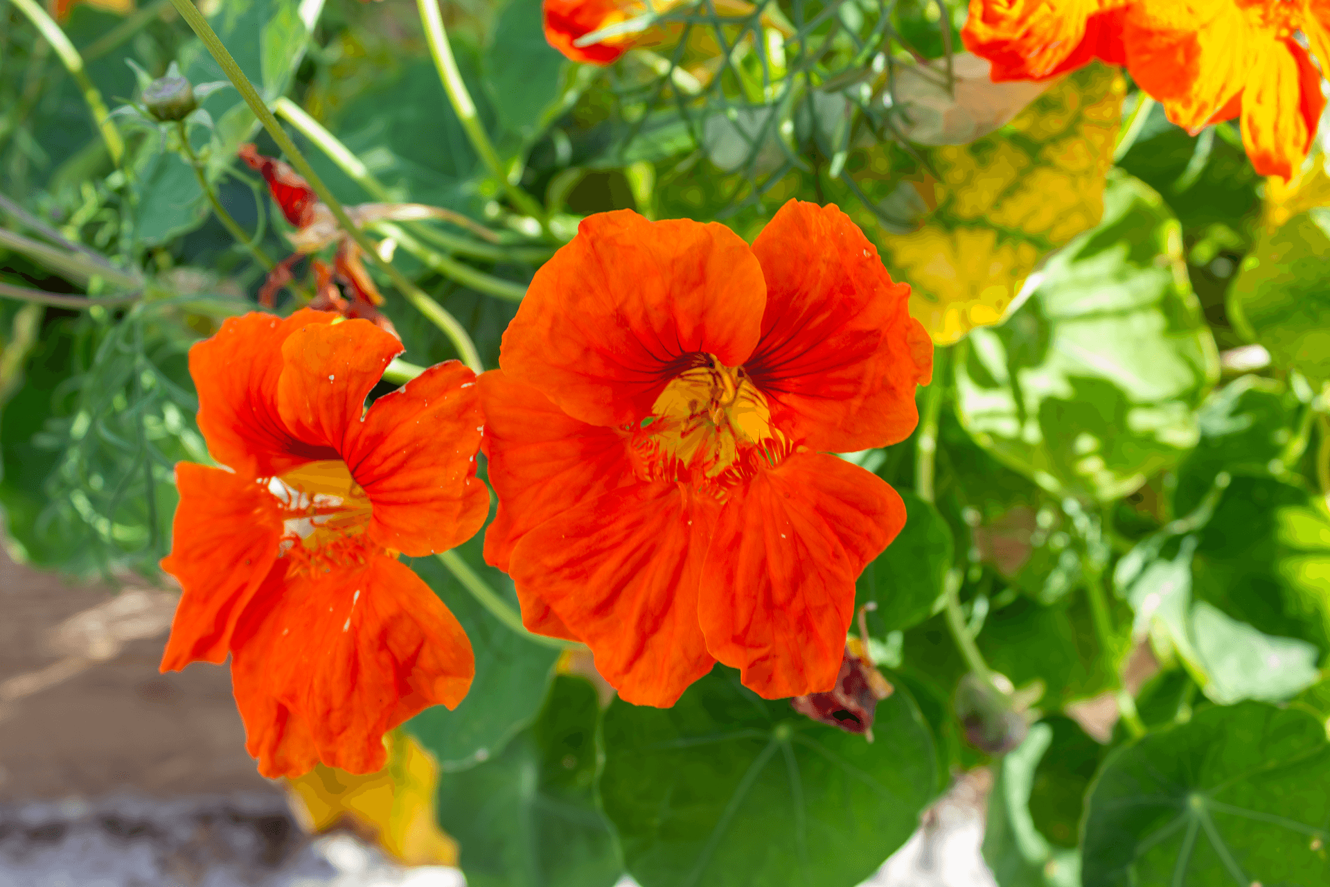 Fleurs comestibles | Rebelle & Rustique
