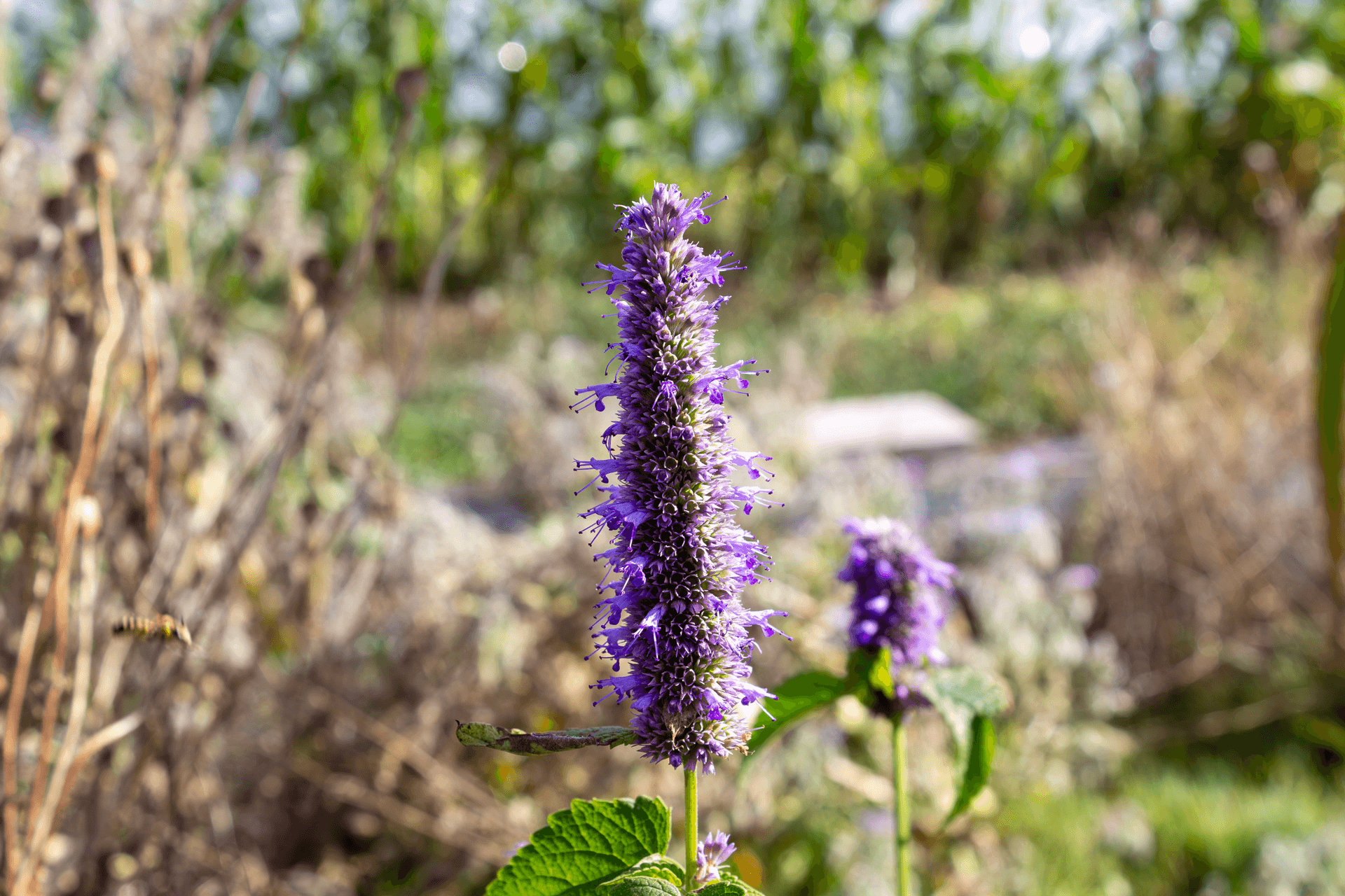 Fleurs comestibles | Rebelle & Rustique