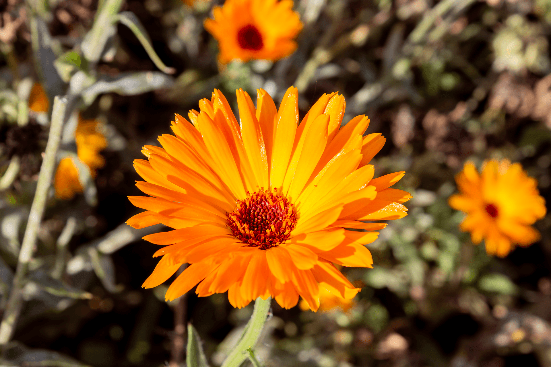 Fleurs comestibles | Rebelle & Rustique