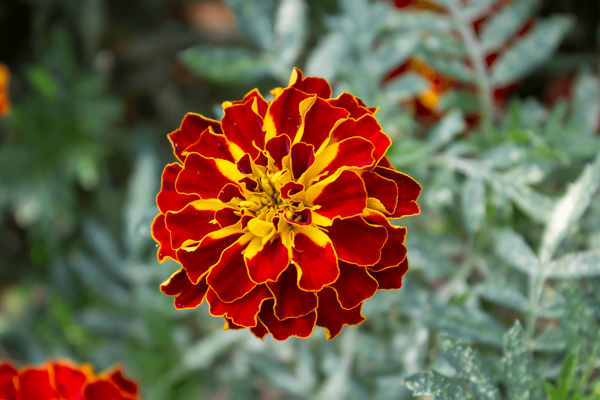 Fleurs comestibles | Rebelle & Rustique