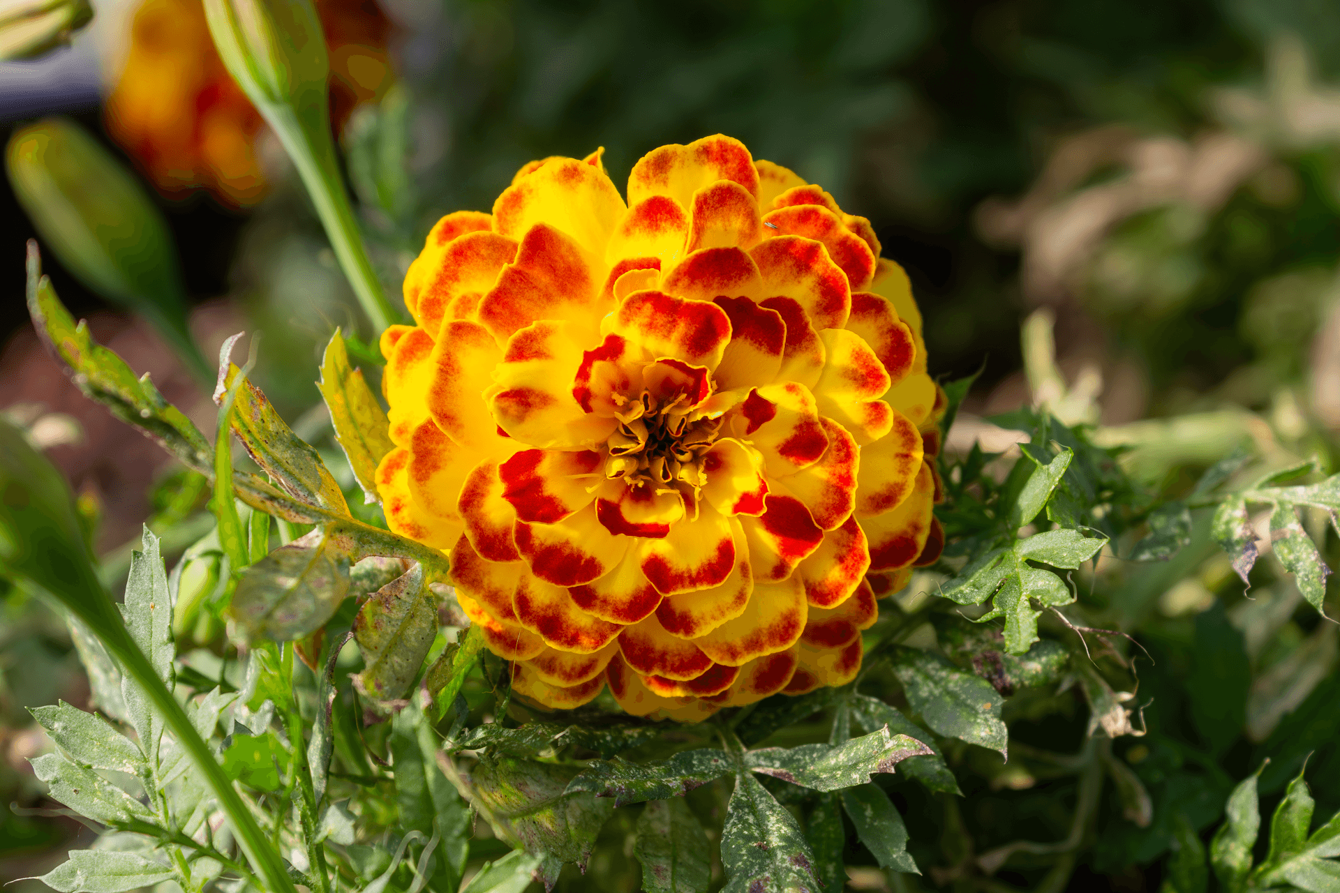 Fleurs comestibles | Rebelle & Rustique