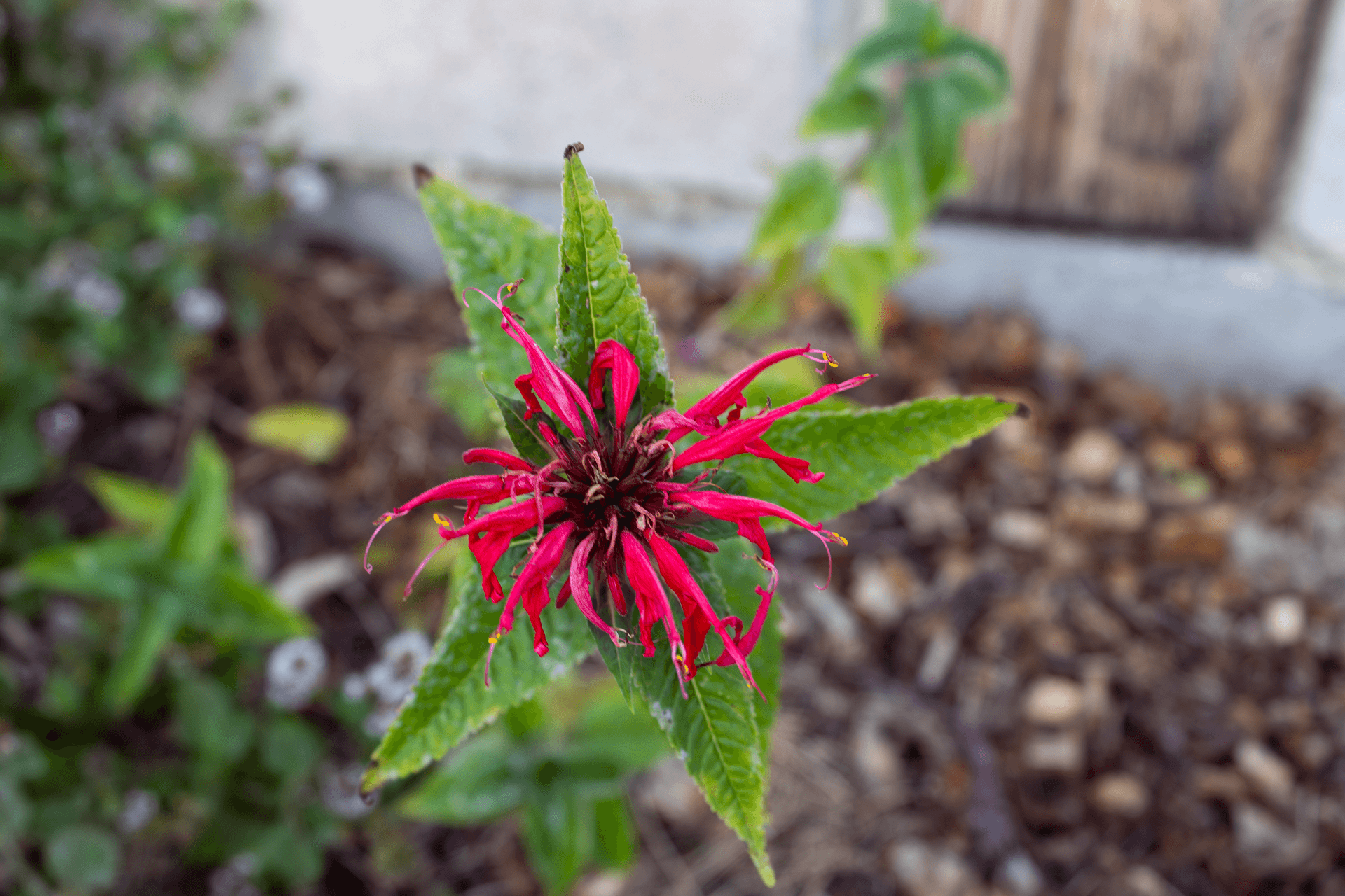 Fleurs comestibles | Rebelle & Rustique